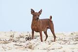 PINSCHER NAIN 028